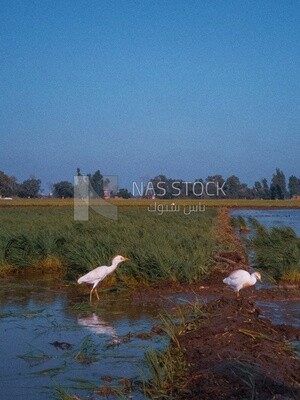 White birds in the Cedar Nurseries, Farm &amp; Agriculture, Cedar Nurseries​