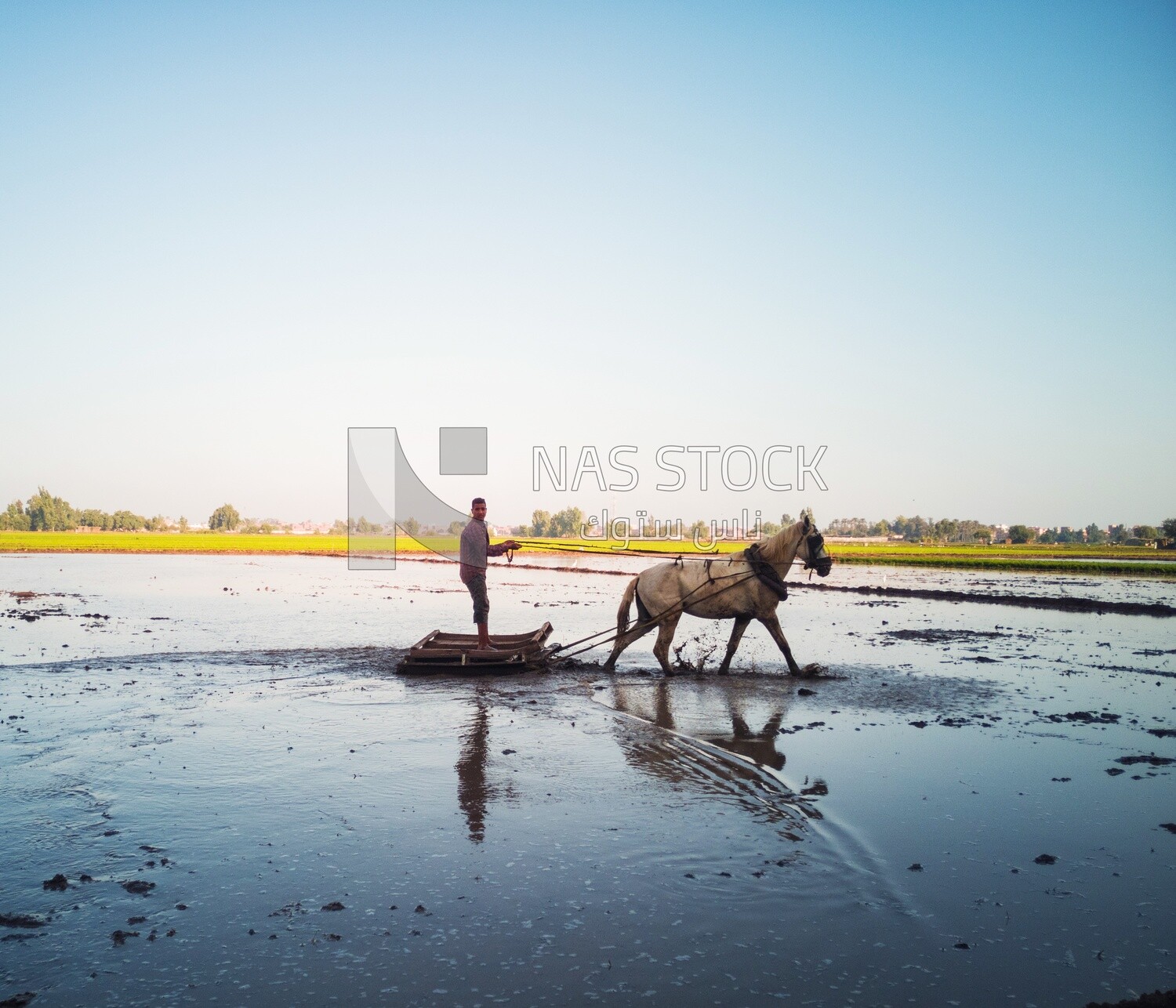 Farmer plowing the land by horse in the Cedar Nurseries, Farm &amp; Agriculture, Cedar Nurseries