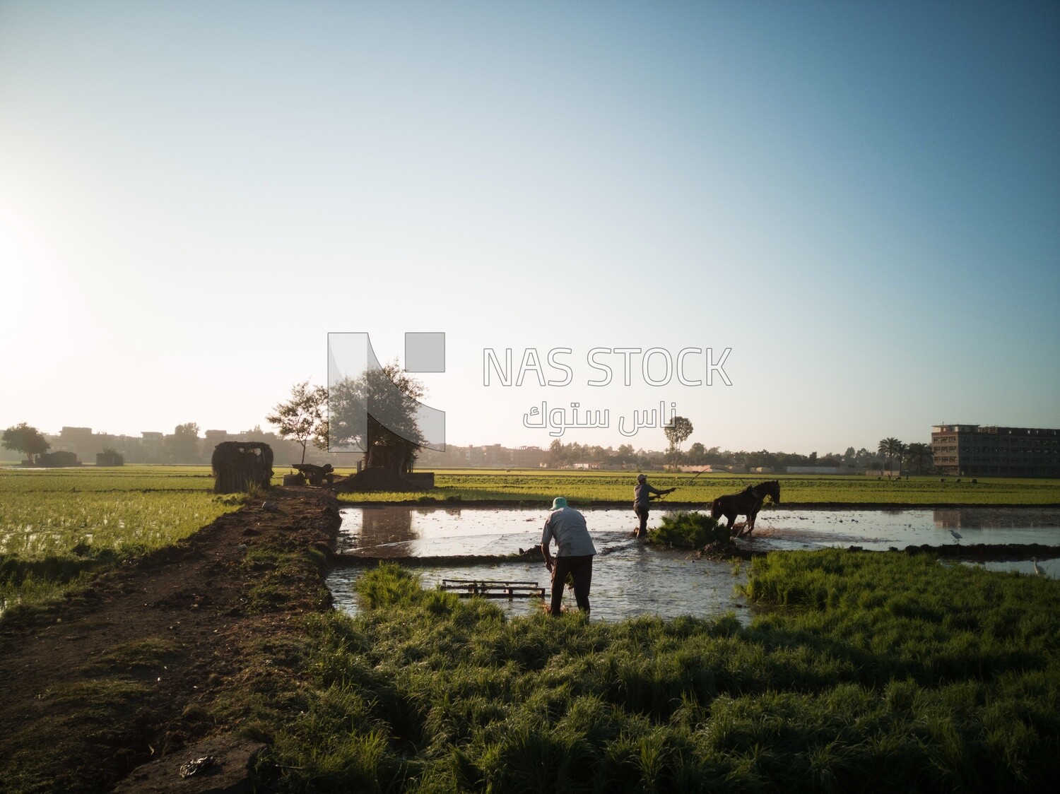 Two Farmers plowing the land by horse in the Cedar Nurseries, Farm &amp; Agriculture, Cedar Nurseries