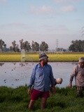 Rice farmers in the Cedar Nurseries, Farm &amp; Agriculture, Cedar Nurseries