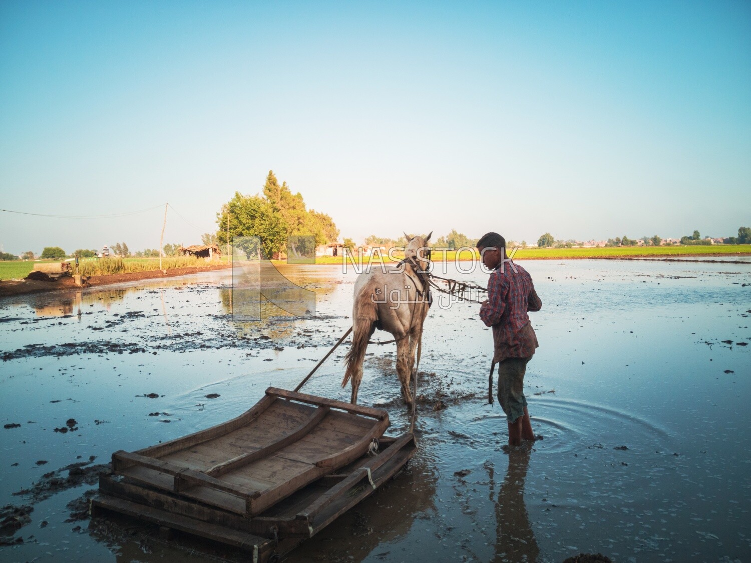 Farmer plowing the land by horse in the Cedar Nurseries, Farm &amp; Agriculture, Cedar Nurseries