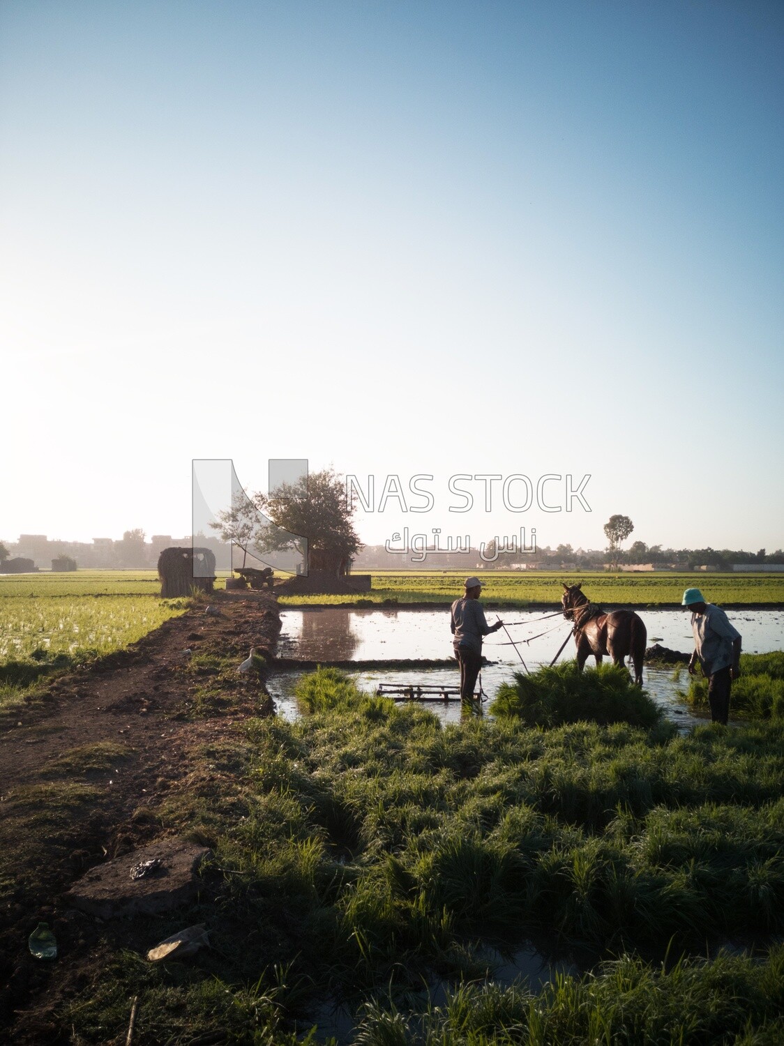 Two Farmers plowing the land by horse in the Cedar Nurseries, Farm &amp; Agriculture, Cedar Nurseries