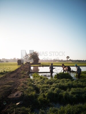 Two Farmers plowing the land by horse in the Cedar Nurseries, Farm &amp; Agriculture, Cedar Nurseries