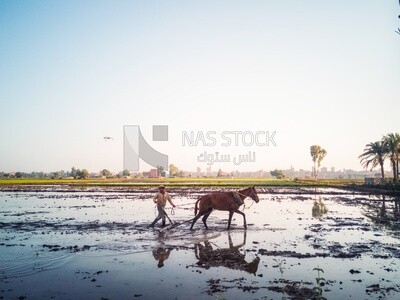 Farmer plowing the land by horse in the Cedar Nurseries, Farm &amp; Agriculture, Cedar Nurseries