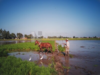 Farmer plowing the land by horse in the Cedar Nurseries, Farm &amp; Agriculture, Cedar Nurseries