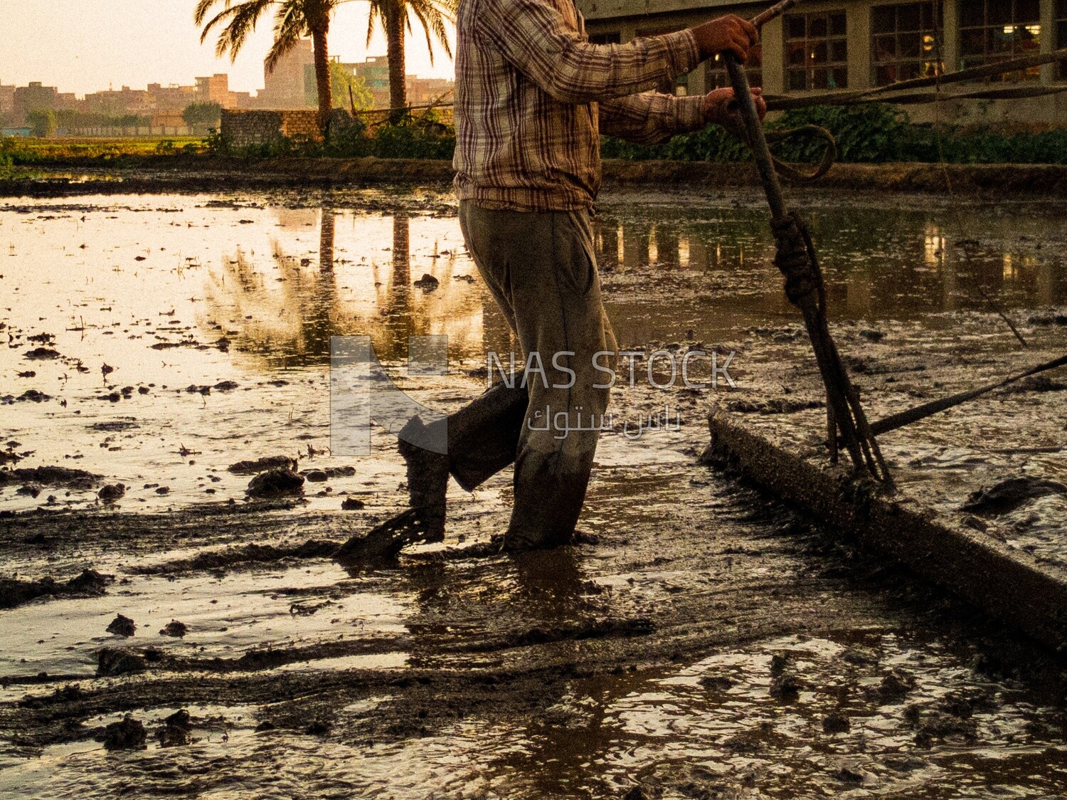 Farmer plowing the land by horse in the Cedar Nurseries, Farm &amp; Agriculture, Cedar Nurseries