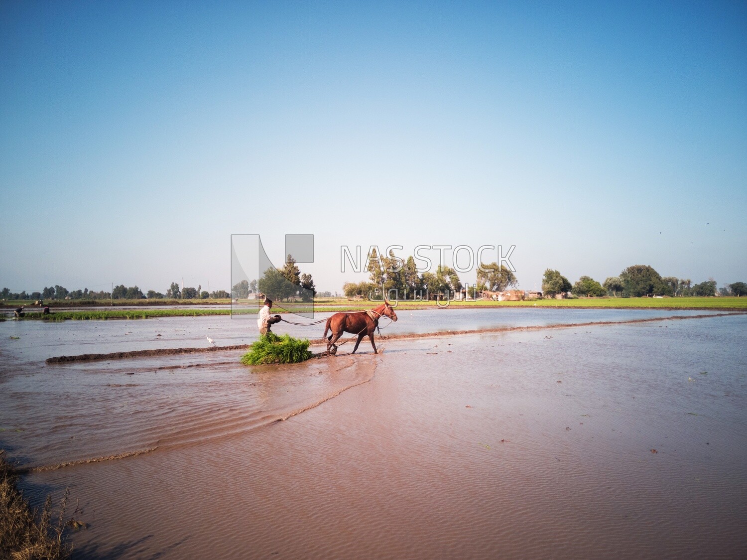 Farmer plowing the land by horse in the Cedar Nurseries, Farm &amp; Agriculture, Cedar Nurseries