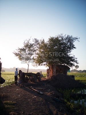 Farmer feeds the horse in the field