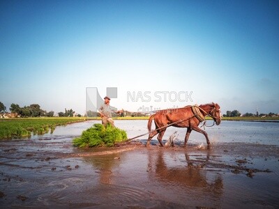 Farmer plowing the land by horse in the Cedar Nurseries, Farm &amp; Agriculture, Cedar Nurseries