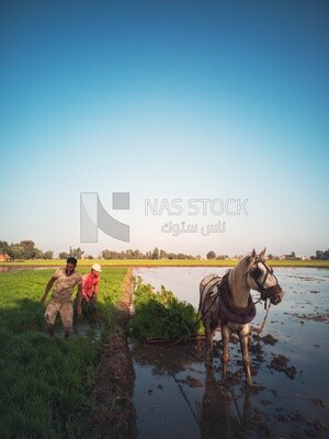 Two Farmers plowing the land by horse in the Cedar Nurseries, Farm &amp; Agriculture, Cedar Nurseries