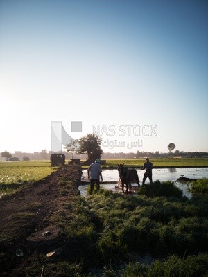 Two Farmers plowing the land by horse in the Cedar Nurseries, Farm &amp; Agriculture, Cedar Nurseries