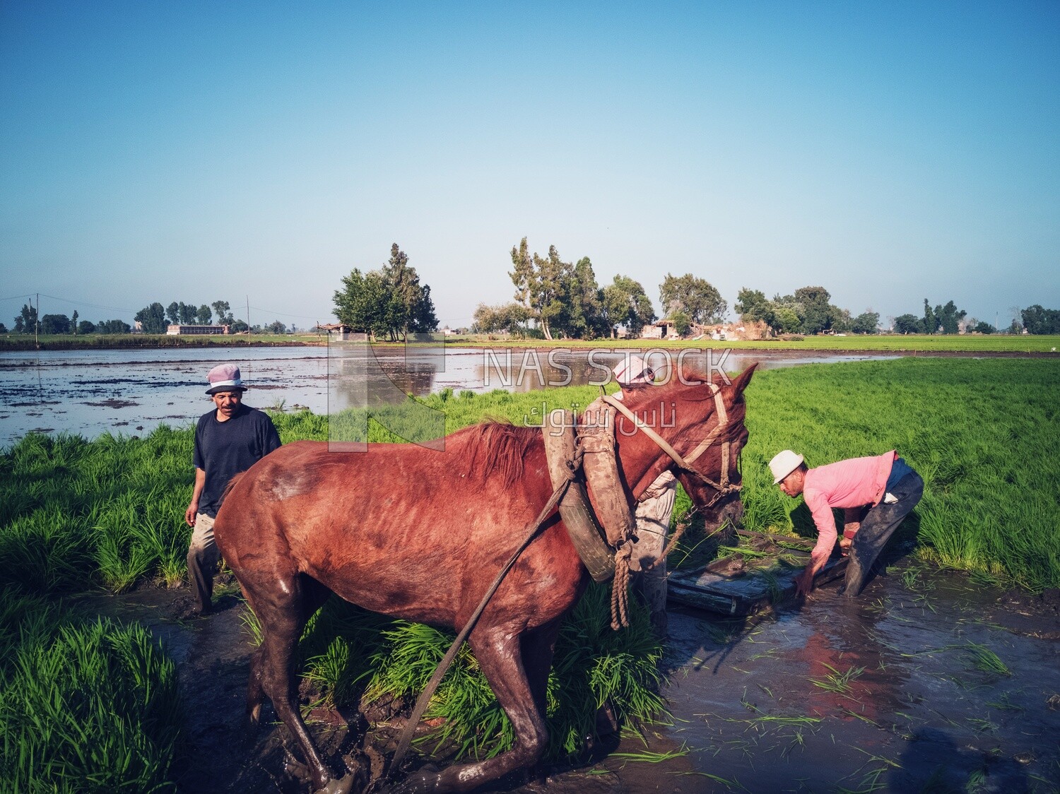 Two Farmers plowing the land by horse in the Cedar Nurseries, Farm &amp; Agriculture, Cedar Nurseries