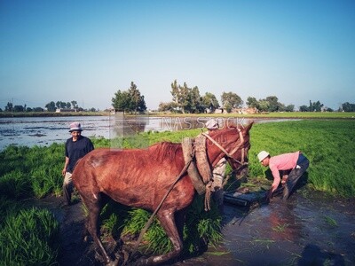 Two Farmers plowing the land by horse in the Cedar Nurseries, Farm &amp; Agriculture, Cedar Nurseries