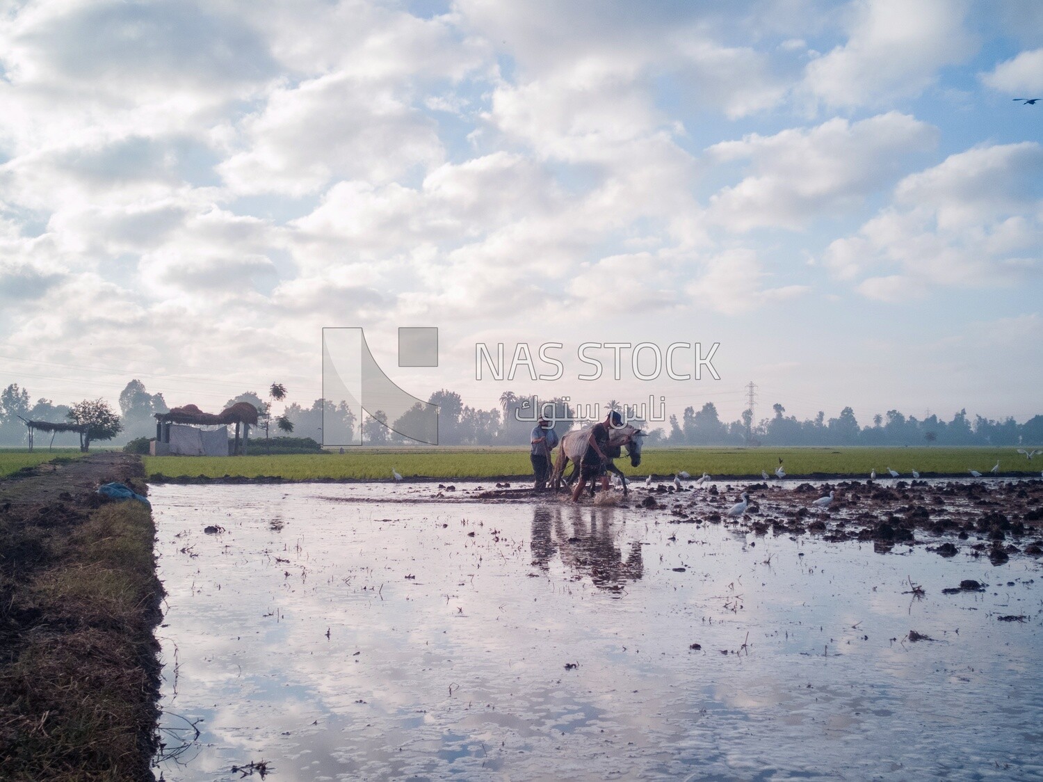 Two Farmers plowing the land by horse in the Cedar Nurseries, Farm &amp; Agriculture, Cedar Nurseries