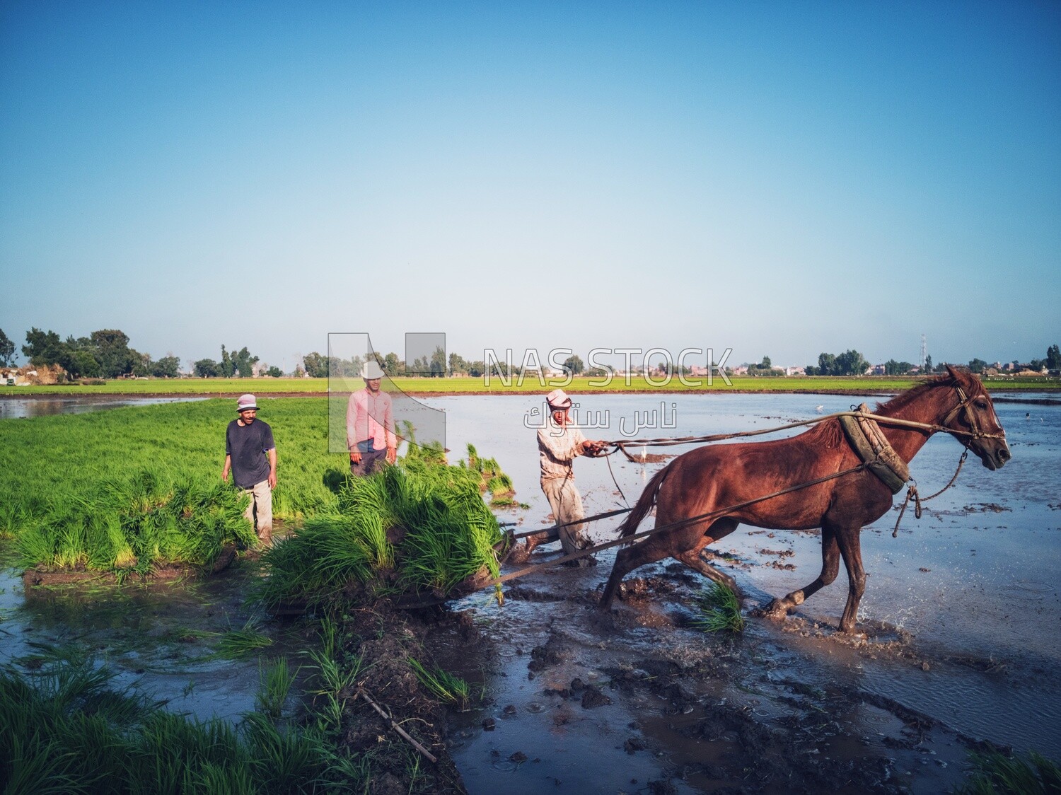 Farmer plowing the land by horse in the Cedar Nurseries, Farm &amp; Agriculture, Cedar Nurseries