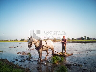 Farmer plowing the land by horse in the Cedar Nurseries, Farm &amp; Agriculture, Cedar Nurseries