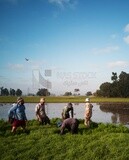 Rice farmers in the Cedar Nurseries, Farm &amp; Agriculture, Cedar Nurseries