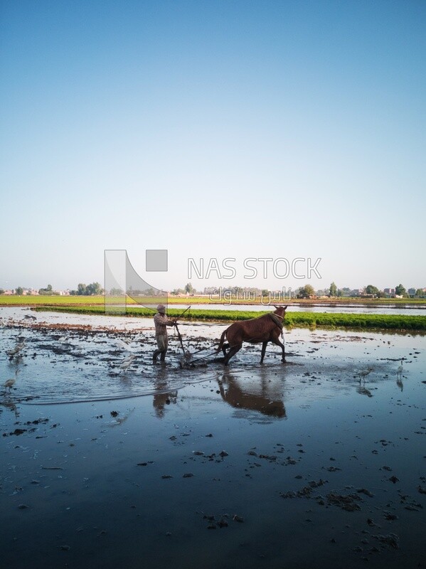 Farmer plowing the land by horse in the Cedar Nurseries, Farm &amp; Agriculture, Cedar Nurseries