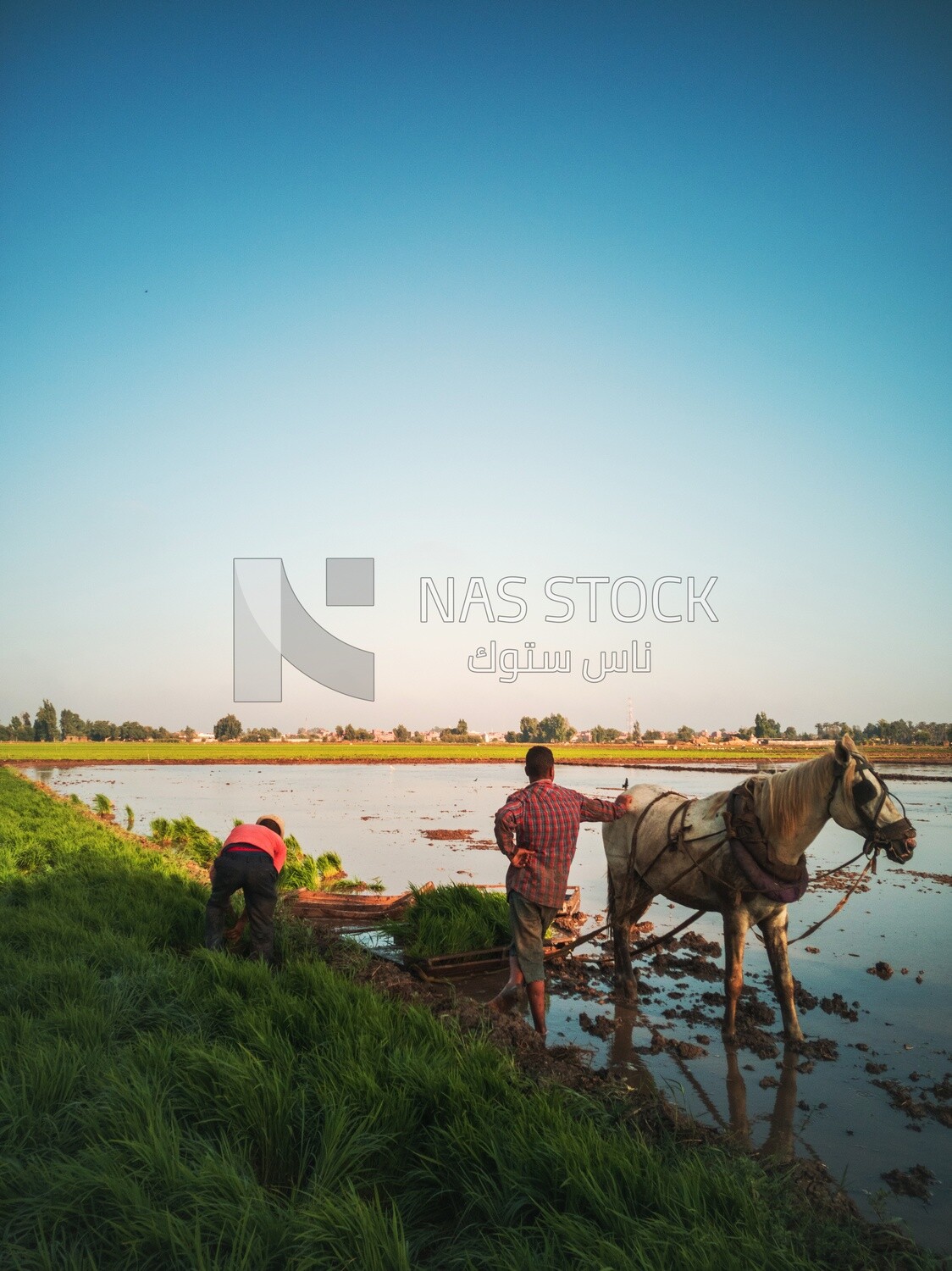 Two Farmers plowing the land by horse in the Cedar Nurseries, Farm &amp; Agriculture, Cedar Nurseries