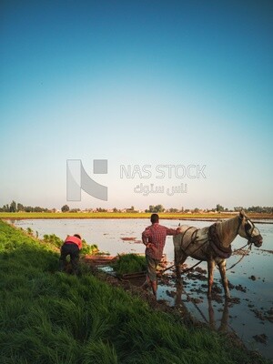 Two Farmers plowing the land by horse in the Cedar Nurseries, Farm &amp; Agriculture, Cedar Nurseries