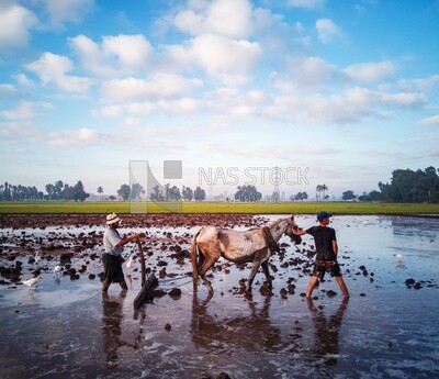 Two Farmers plowing the land by horse in the Cedar Nurseries, Farm &amp; Agriculture, Cedar Nurseries