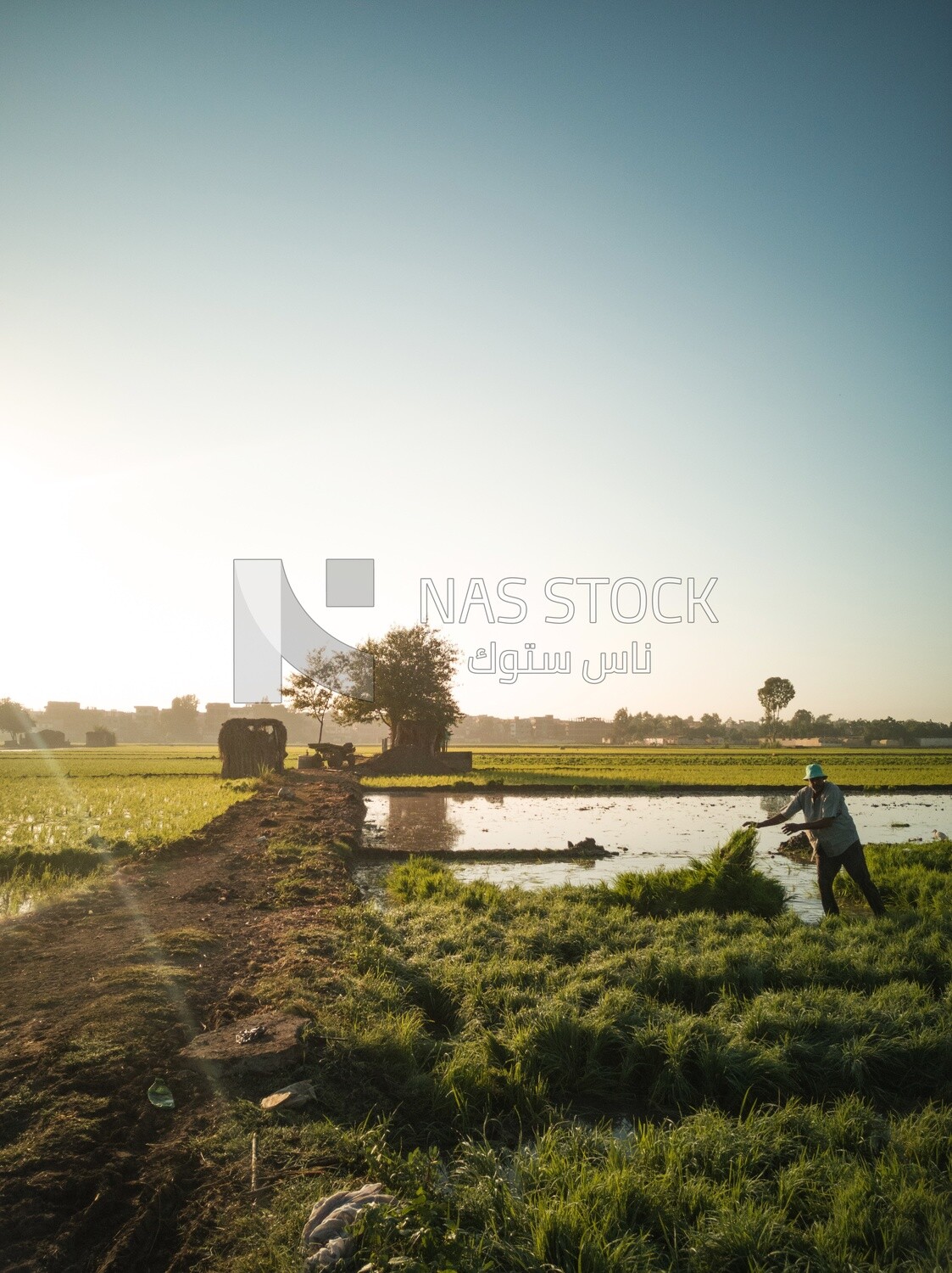 Farmer pulling rice seedlings