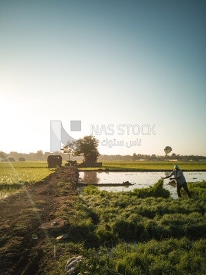 Farmer pulling rice seedlings