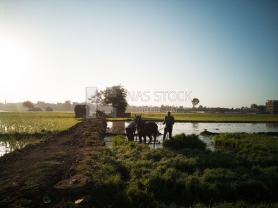 Two Farmers plowing the land by horse in the Cedar Nurseries, Farm &amp; Agriculture, Cedar Nurseries