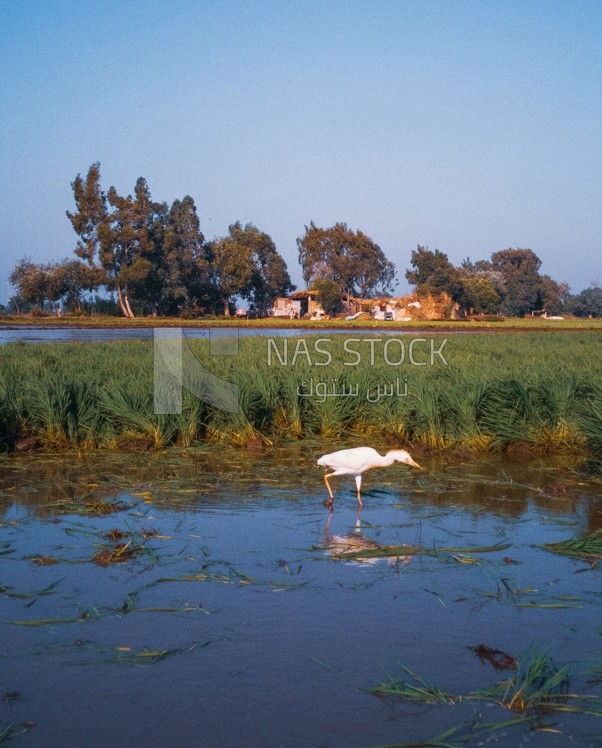 White birds in the Cedar Nurseries, Farm &amp; Agriculture, Cedar Nurseries​