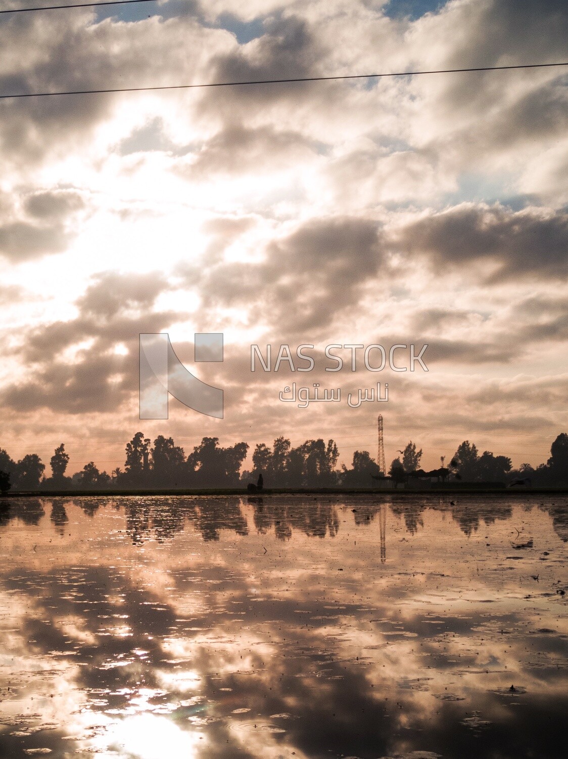 View of the Cedar Nurseries during the sunset, Farm &amp; Agriculture, Cedar Nurseries