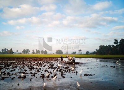 Two Farmers plowing the land by horse in the Cedar Nurseries, Farm &amp; Agriculture, Cedar Nurseries