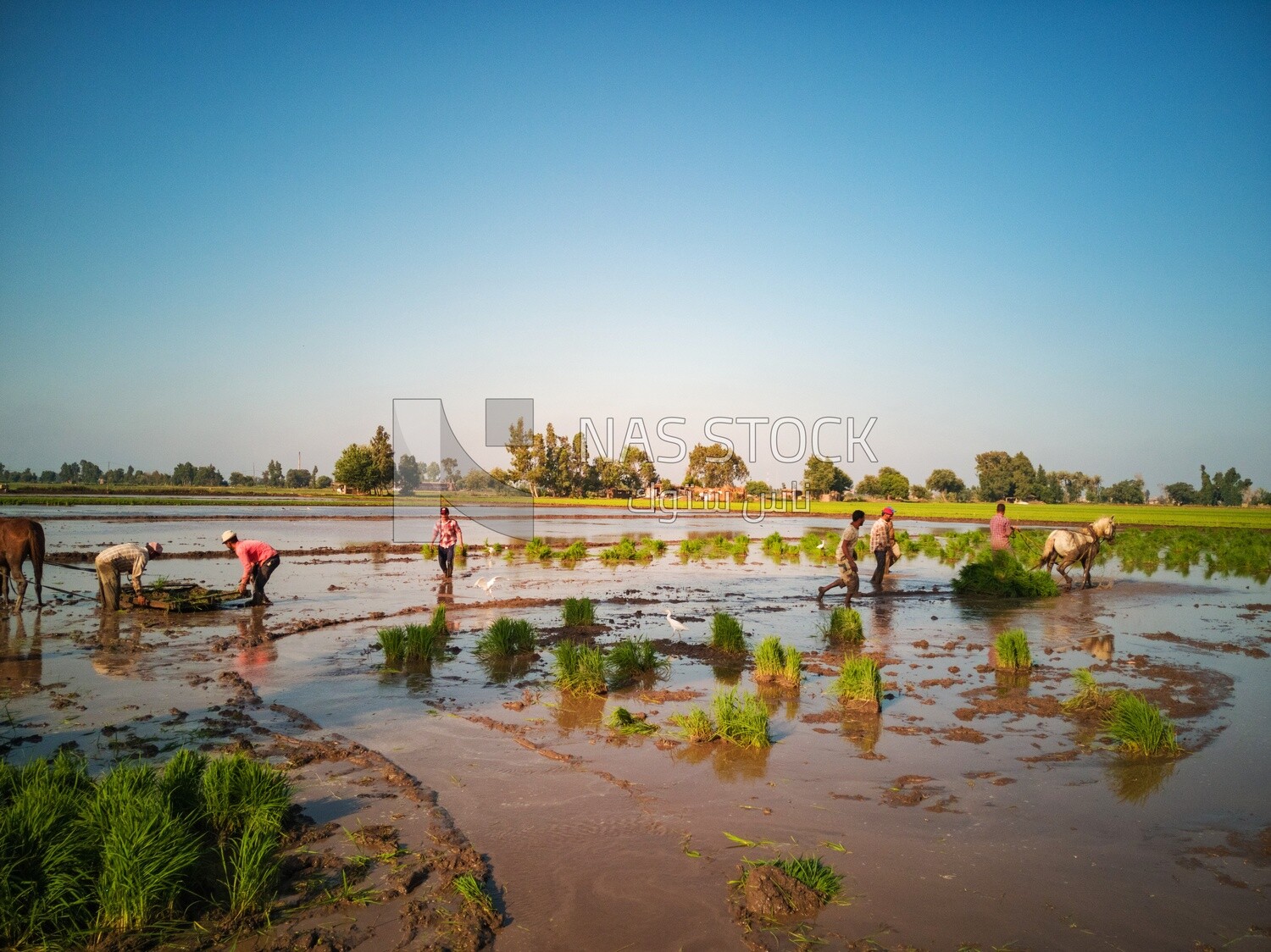 Rice farmers in the Cedar Nurseries, Farm &amp; Agriculture, Cedar Nurseries