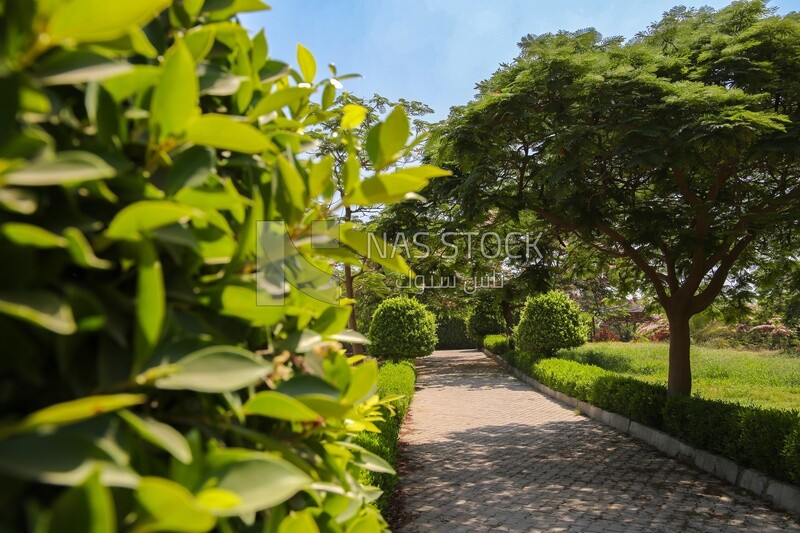 View of the garden of Japanese from inside, Nature