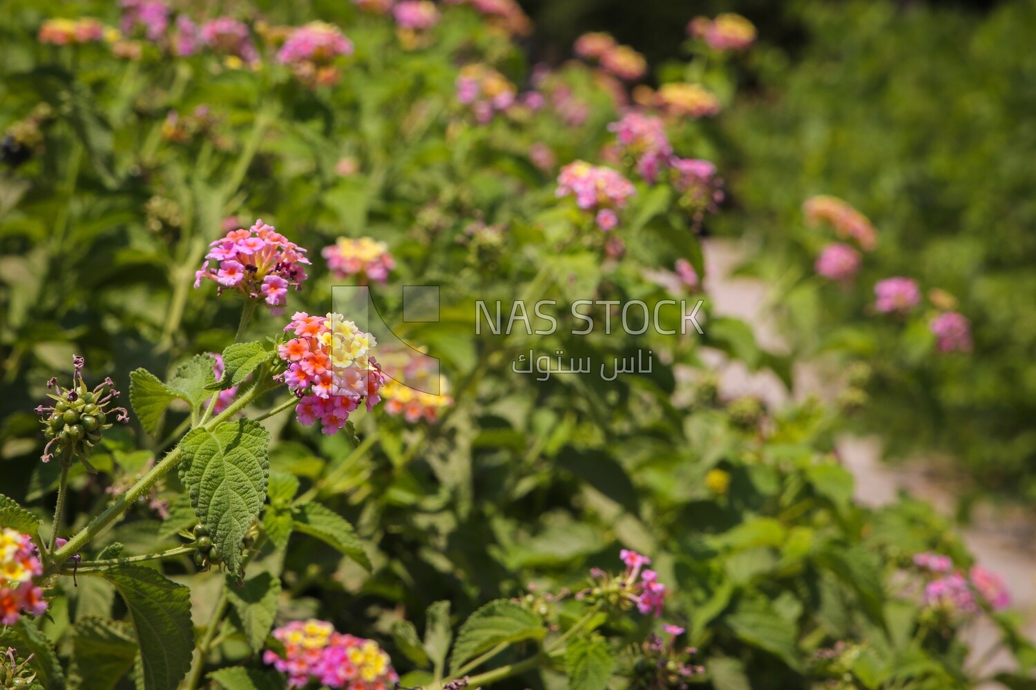 flowers on leaves of the tree, Nature