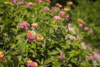 flowers on leaves of the tree, Nature