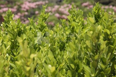 Green grass in the Japanese garden