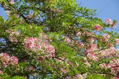 flowers on leaves of the tree, Nature