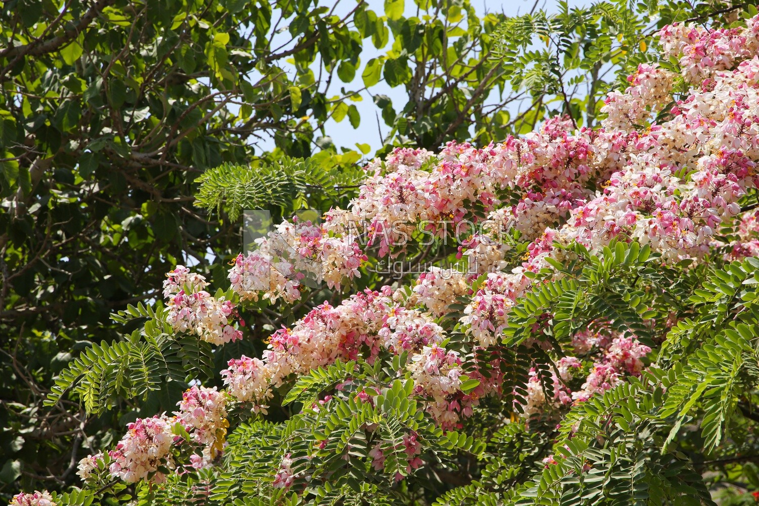 flowers on leaves of the tree, Nature