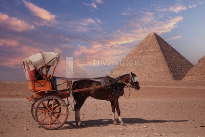 Stagecoach stands in front of the Great Pyramid. Egypt