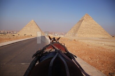 Horse-drawn carriage &quot;stagecoach&quot; tours the pyramids .Egypt