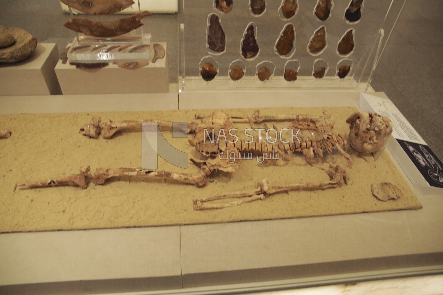 34,000-year-old skeleton on display at the National Museum of Civilization, Cairo, Egypt