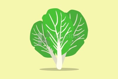Green lettuce icon, icons and templates, vector illustrator