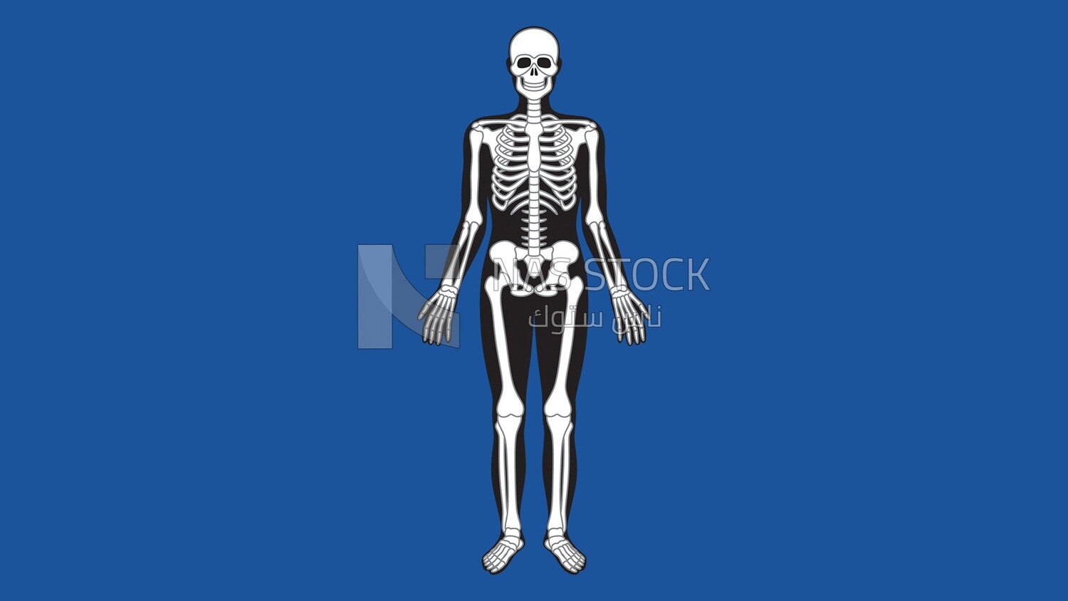 X-ray of a man&#39;s body
