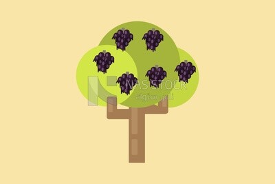 Planting grape trees