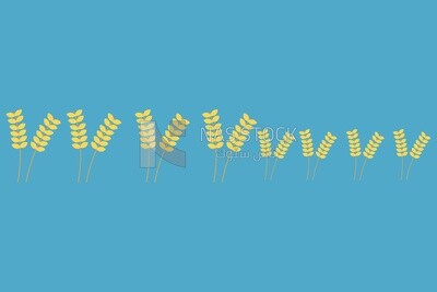 Wheat spikes