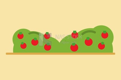 Tomato trees