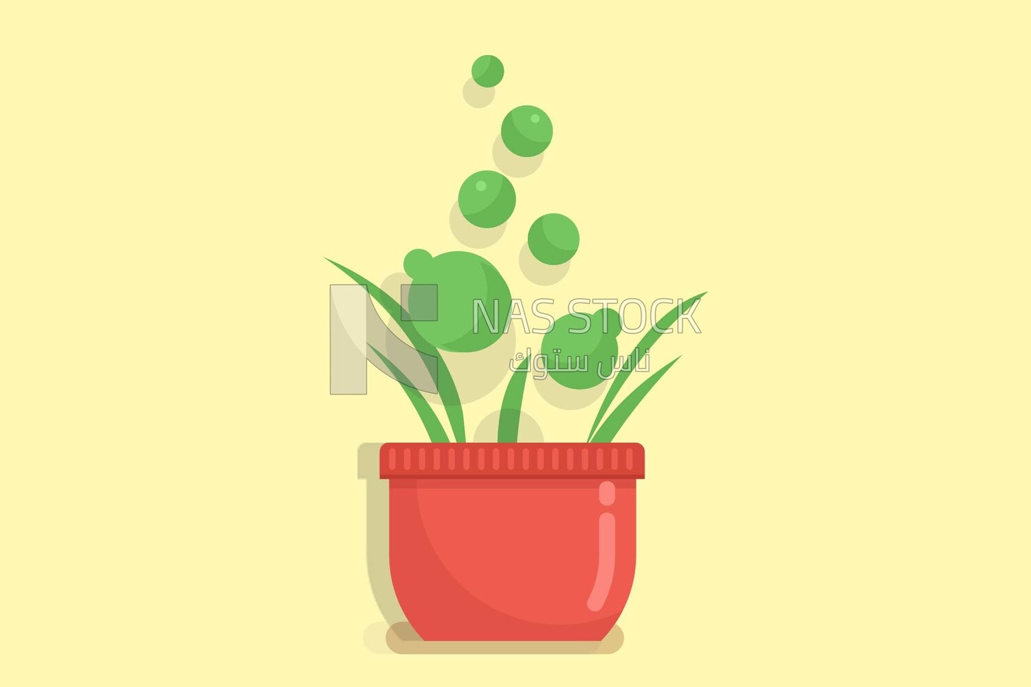 Plant in pot