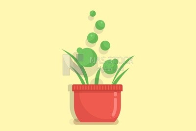 Plant in pot