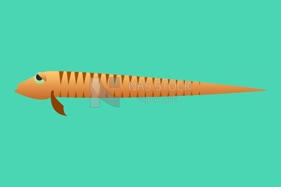 Australian fish