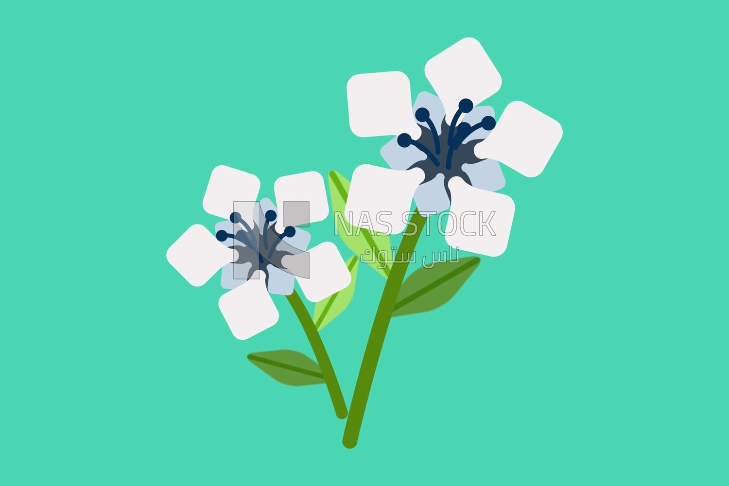 Jasmine flowers